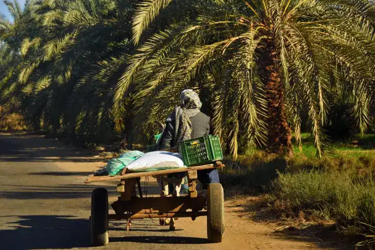 Local People Desert Cruise Travel