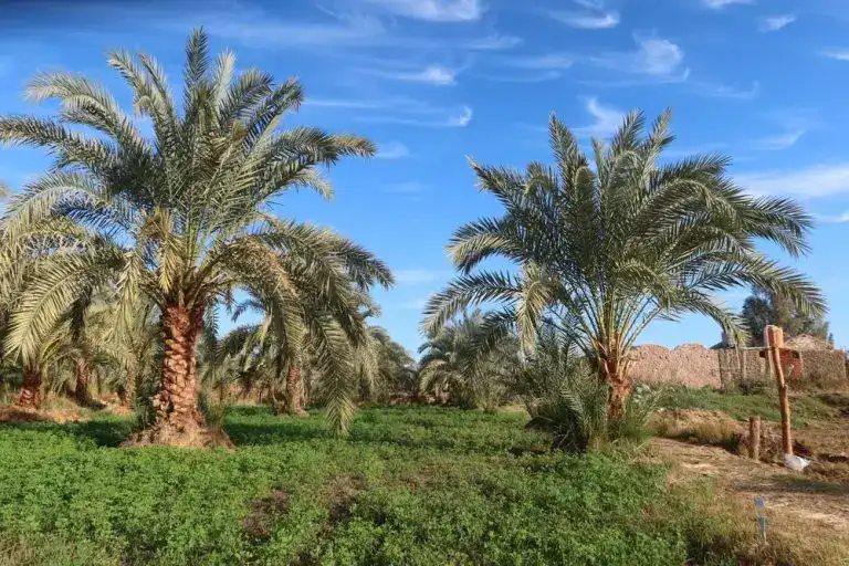 Bahariya Oasis Egypt