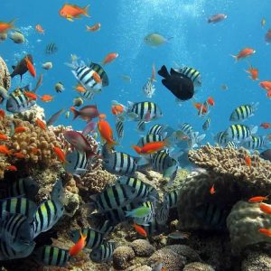 Egypt’s Timeless History 3 snorkeling in the red sea