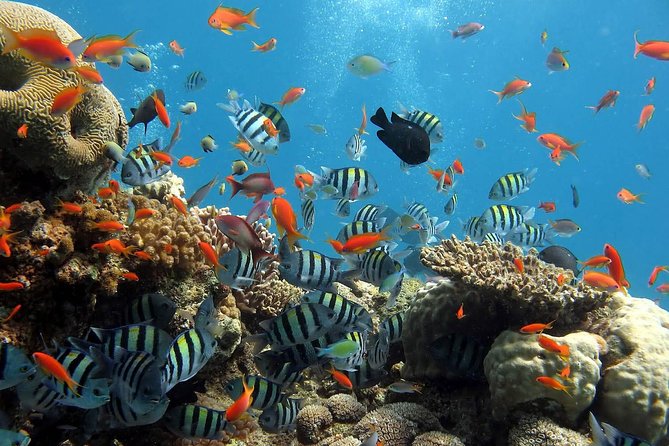 snorkeling in the red sea