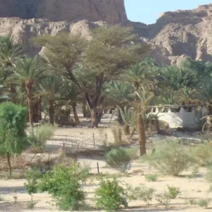 Ain Khudra Oasis