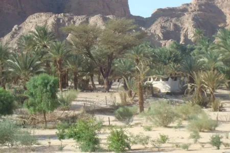 Ain Khudra Oasis|The Hidden Emerald Heart of the Sinai Desert