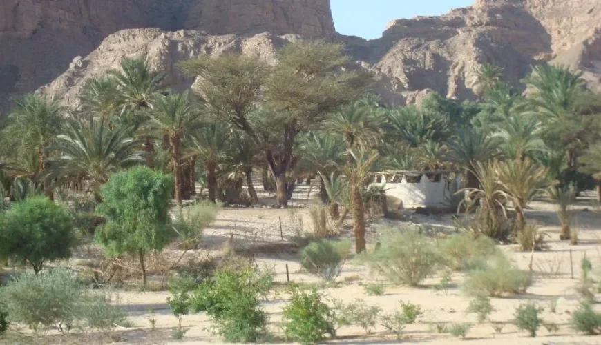 Ain Khudra Oasis