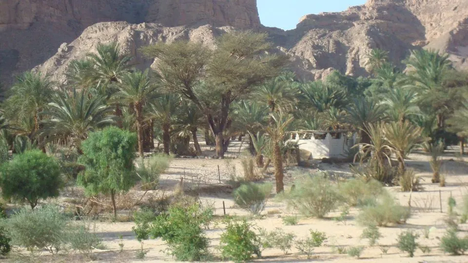 Ain Khudra Oasis